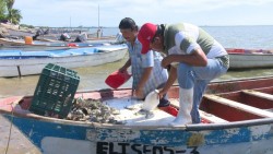 Capturas de jaiba ascienden a 400 kilogramos por panga