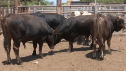 Sin presencia de tuberculosis y brucelosis en Ahome