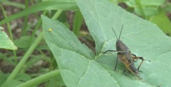 Alertan sobre plaga de chapulín en zona de temporal