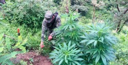 Militares destruyen plantíos de marihuana en Baja California