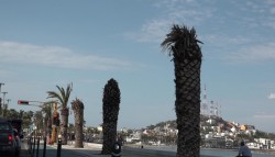 Sustituirán 30 palmeras del malecón