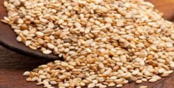 Sembrarán ajonjolí y sorgo: AARP