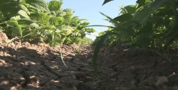 Piden auditoría a las bodegas incumplidas