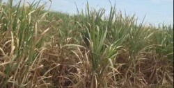 Buscan nuevas variedades de caña de azúcar para Eldorado