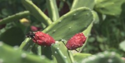 El nopal es la planta distintiva de México