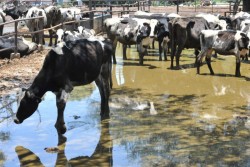 Ganaderos adquieren revolvedoras de alimento