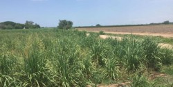 En riesgo de secarse 5 mil 400 hectáreas de caña de azúcar