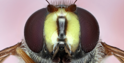 Fotos bajo el microscopio que pueden ser perfectos fondos de pantalla
