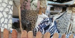 Zoológico pinta rayas negras en burros para hacerlos pasar por cebras