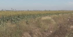 Piden agrónomos que programas de sorgo no sean desviados