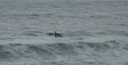 Avistamiento de delfines en Mazatlán