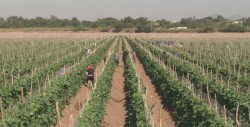 Sinaloa con un 7% de trabajo infantil, se mantiene en la media nacional