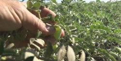 Incertidumbre entre productores de granos por falta de agua