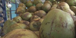 El antojo de un Coco que calma la sed