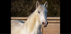 #Foto Niños usan el cuerpo de un caballo como lienzo y la red se indigna