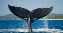 Confirman hallazgo de un híbrido de ballena y delfín en Hawái