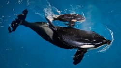 Orca busca sostener a flote en el agua a su cría ya muerta, por varios días