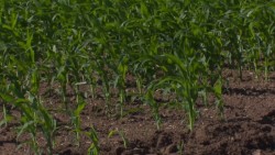 Buenas expectativas para la cosecha de soya en El Carrizo