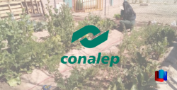 Nivel Plata logró CONALEP en concurso internacional