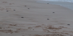 Más de 180 nidos de tortuga protege Acuario Mázatlán