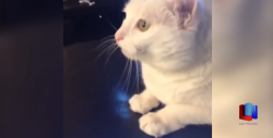 Celebran en el mundo el Mes de los Gatos