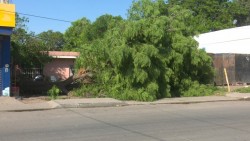 Caída de árboles, postes de luz, y espectaculares saldo de fuertes vientos