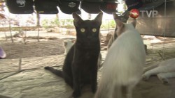 Cuida de 19 gatos en un puesto de la plazuela Obregon