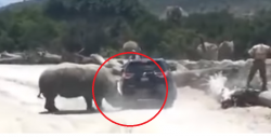 Rinoceronte embiste a camioneta en Puebla