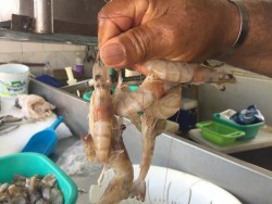 Aumentan ventas de productos del mar