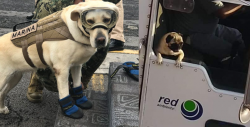 Estos perritos chambeadores harán que tu mascota te valore