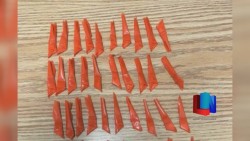 Decomisan a detenido 100 porciones de droga en Cajeme