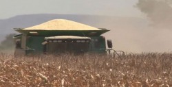 Esta semana podrían pagar a productores de maíz y trigo