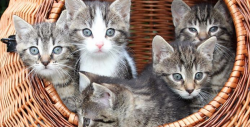 Feliz día internacional del gato