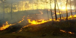Bomberos progresan frente al incendio más grande de la historia de California