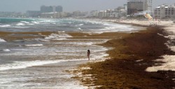 Sargazo tiene impacto negativo; no disminuye turismo