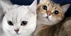 Conoce estas 5 cosas curiosas de los gatos
