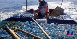 En Sonora se pescaron más de 60 mil toneladas de medusa