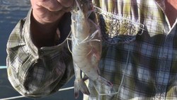 Piden pescadores levantar veda del camarón para antes del 25 de agosto