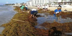 Sargazo en Cancún será desviado con mallas ecológicas