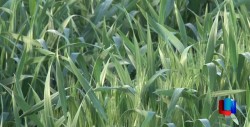 En Cajeme, avanza entrega de apoyos de PROAGRO