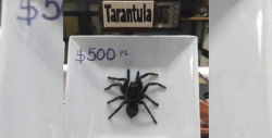 Decomisan Tarántulas de una taquería