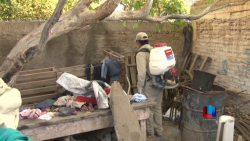 Cajeme sigue sin registrar casos de dengue