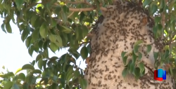 Controlan Bomberos de Cajeme ataques de abejas