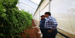 Recorre el Secretario de Agricultura Jesús Valdés , invernaderos en Surutato