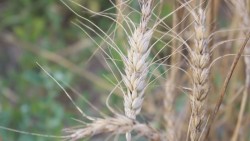 Adelantan difícil panorama para el próximo ciclo agrícola