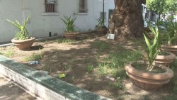 Macetero es usado como bote de basura