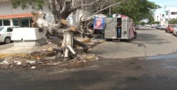 Lleva días tirado un árbol sobre la Avenida Justo Sierra
