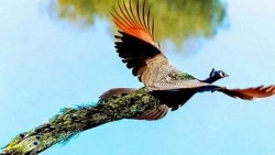 #Video ¿Habías visto un pavo real volando?