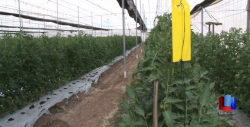 En el sur de Sonora, horticultores cierran ciclo de mala manera a raíz de los bajos precios