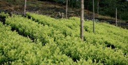 La ONU reporta que en Bolivia se incrementaron los cultivos de coca en un 6 %